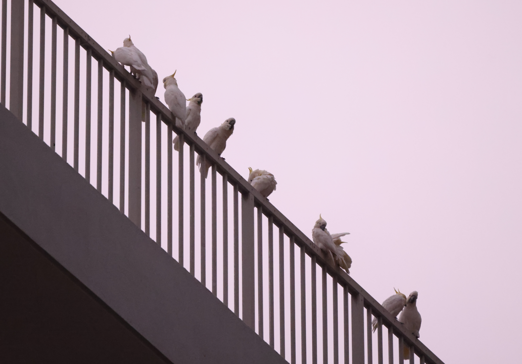 Yellow-crested Cockatoo - ML621359341