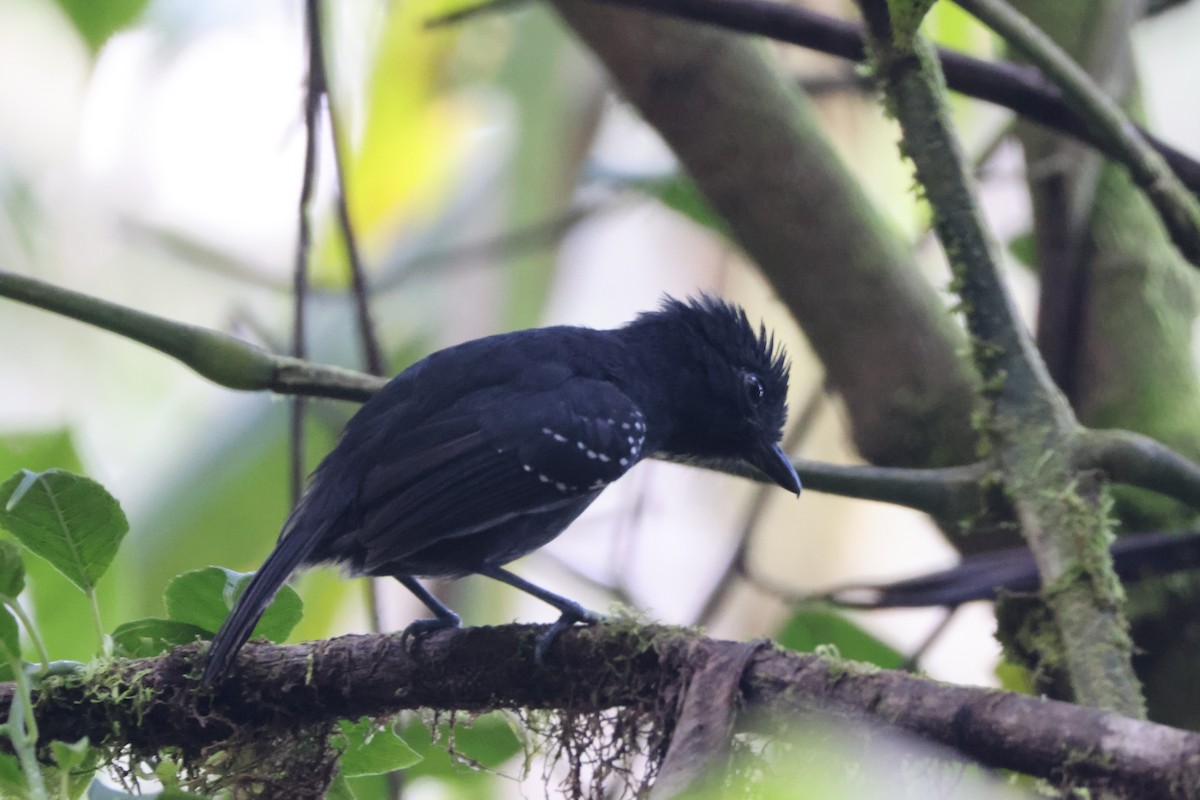 Bicolored Antvireo - ML621359349