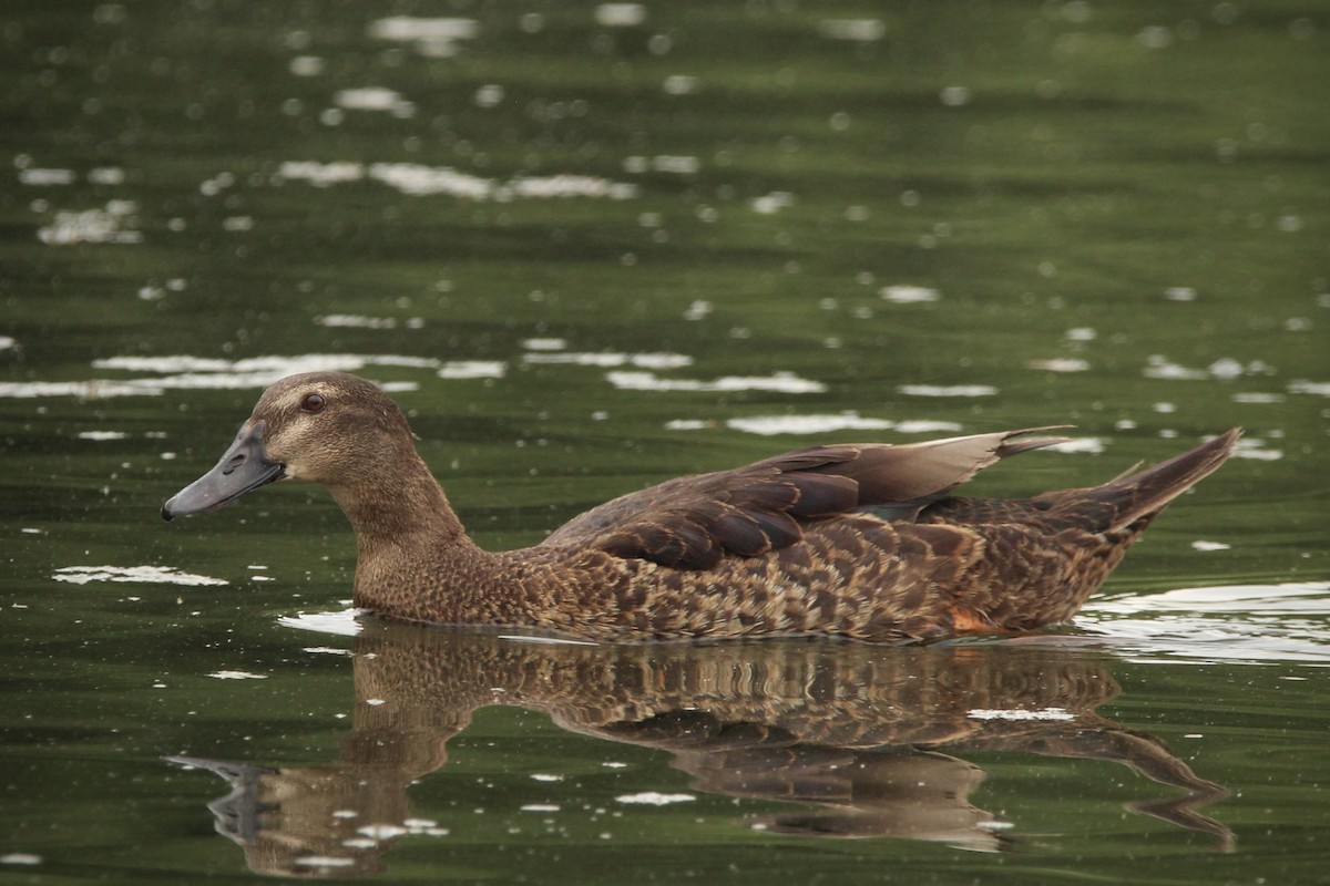 Muscovy Duck x Mallard (hybrid) - ML621359374