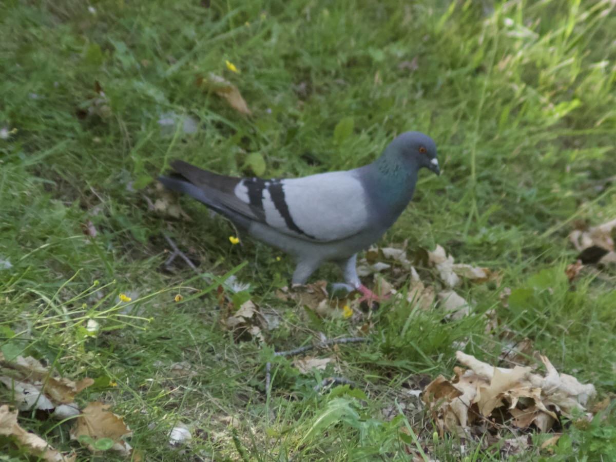 Rock Pigeon (Feral Pigeon) - ML621359392