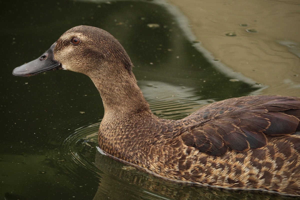 Muscovy Duck x Mallard (hybrid) - ML621359413