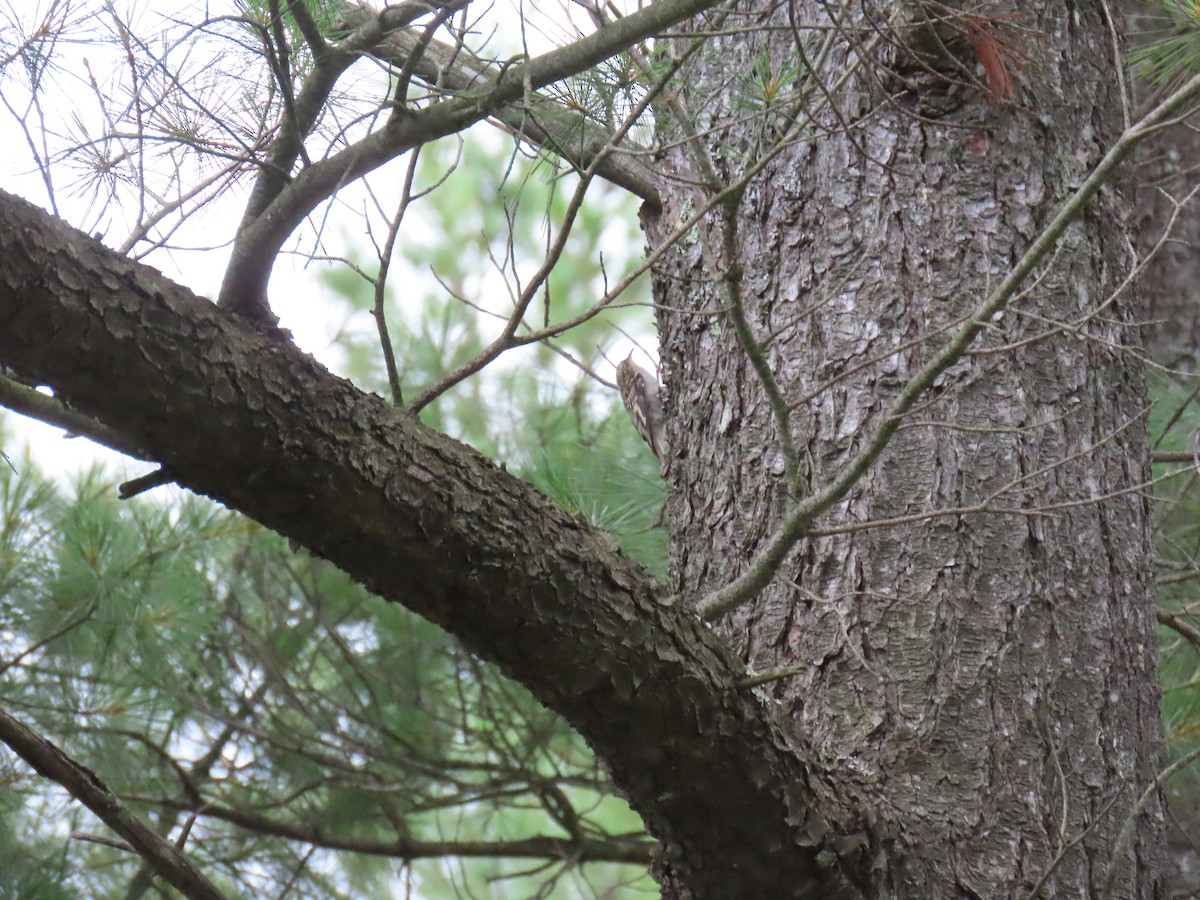 Brown Creeper - ML621359494