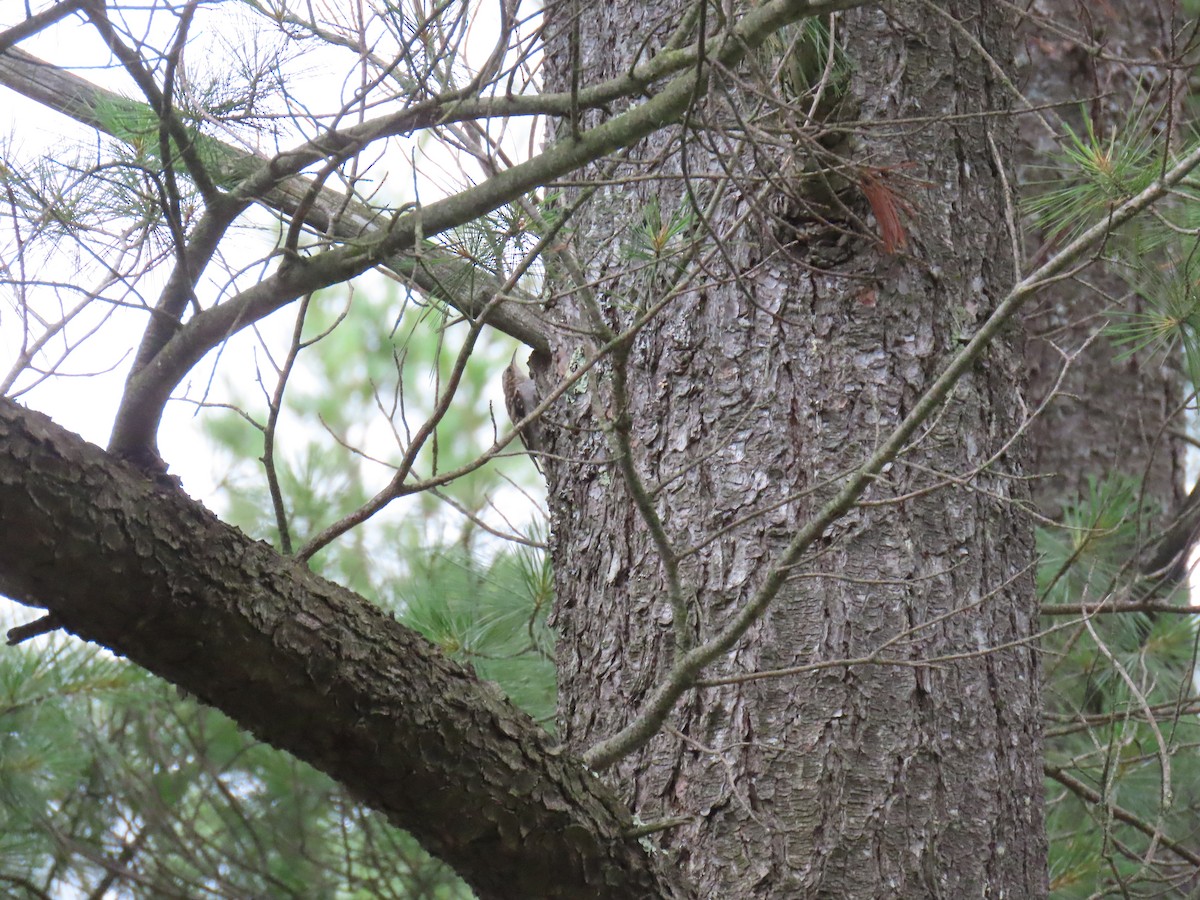 Brown Creeper - ML621359495