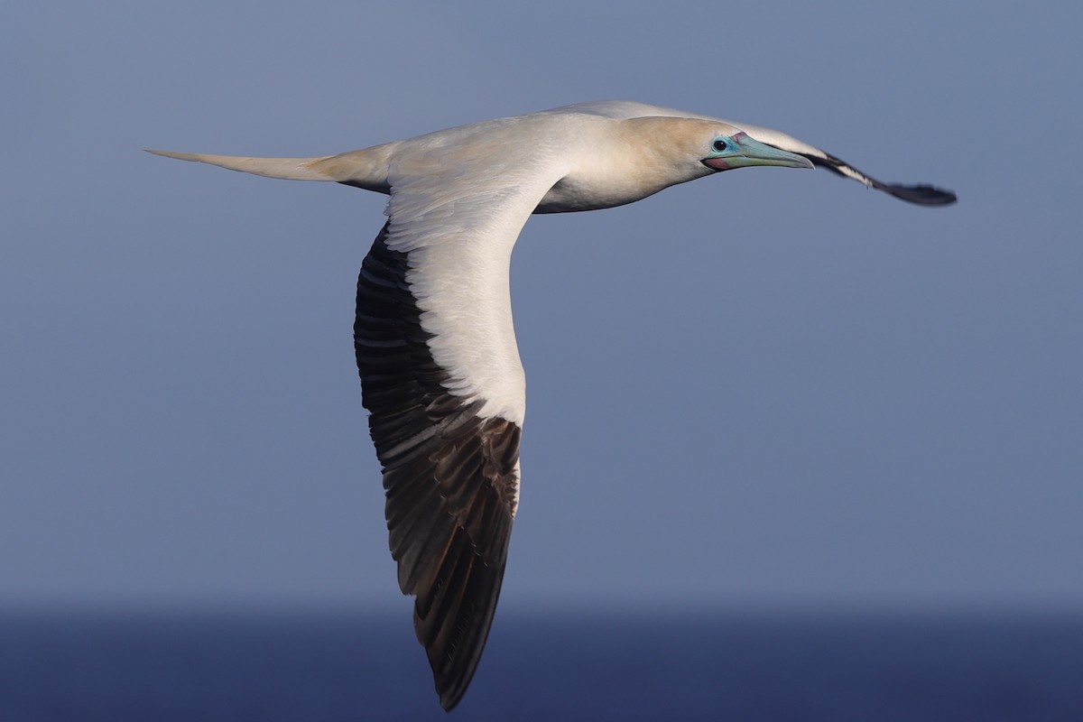Red-footed Booby - ML621359496