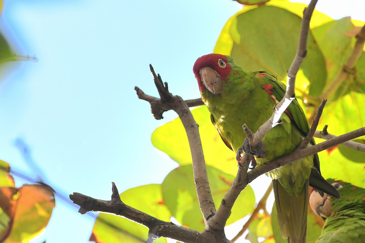 Red-masked Parakeet - ML621359546