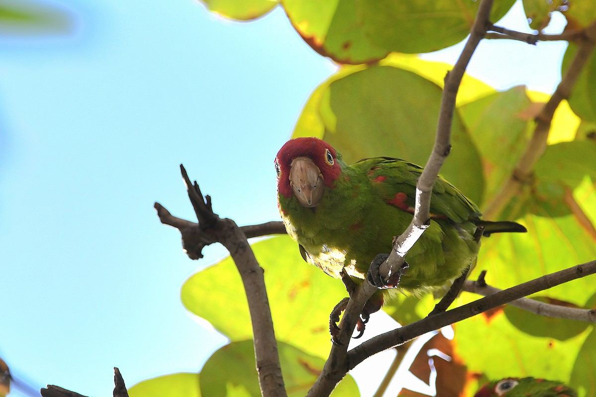 Guayaquil Papağanı - ML621359547
