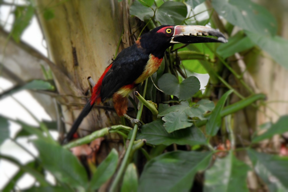 Collared Aracari - Cornelio Chablé|Birding Guide petenxpeditions@gmail.com +502 31063568