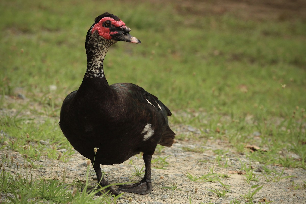 Muscovy Duck (Domestic type) - ML621359572