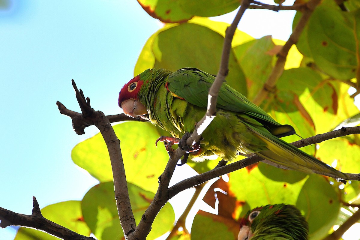 Guayaquil Papağanı - ML621359580