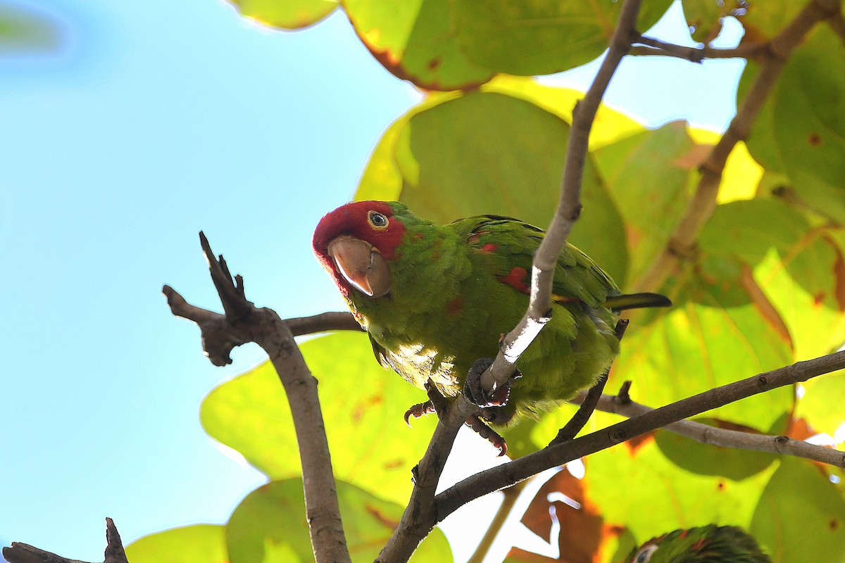 Red-masked Parakeet - ML621359581