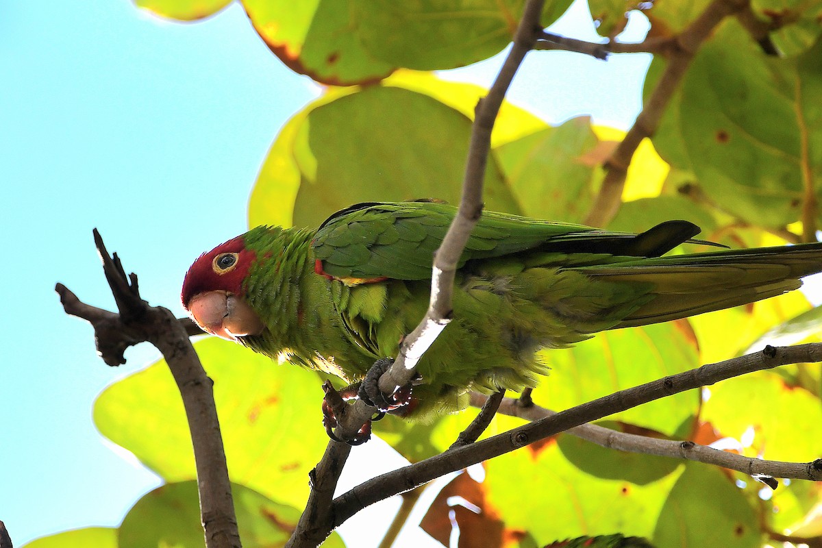 Red-masked Parakeet - ML621359583