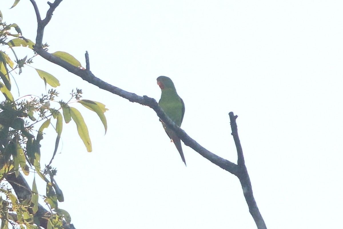 Swift Parrot - ML621359662