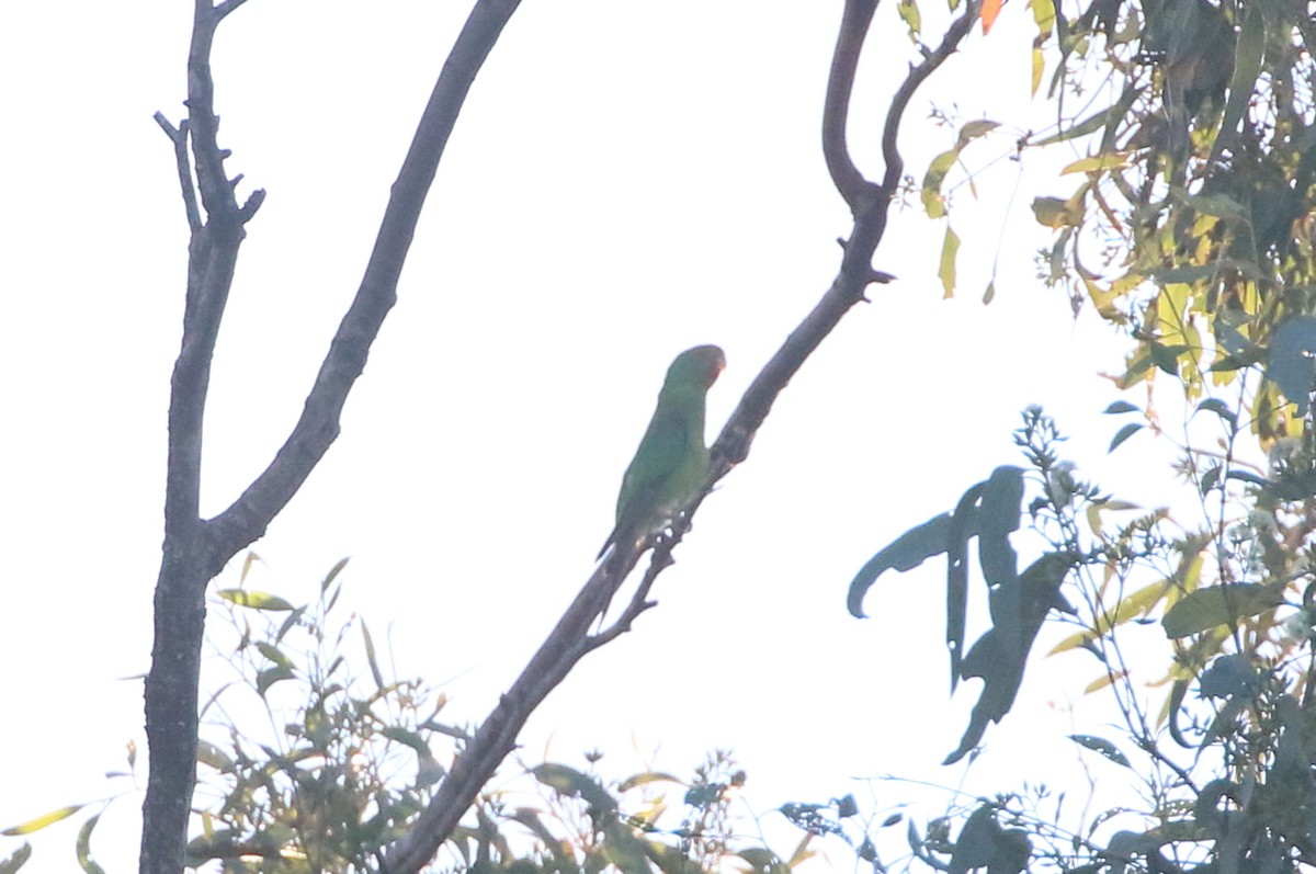 Swift Parrot - ML621359663