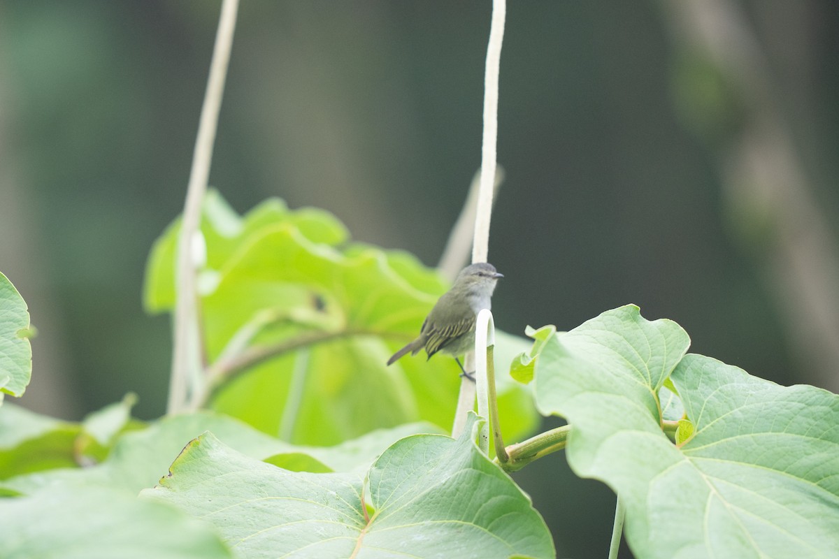 Mistletoe Tyrannulet - ML621359733