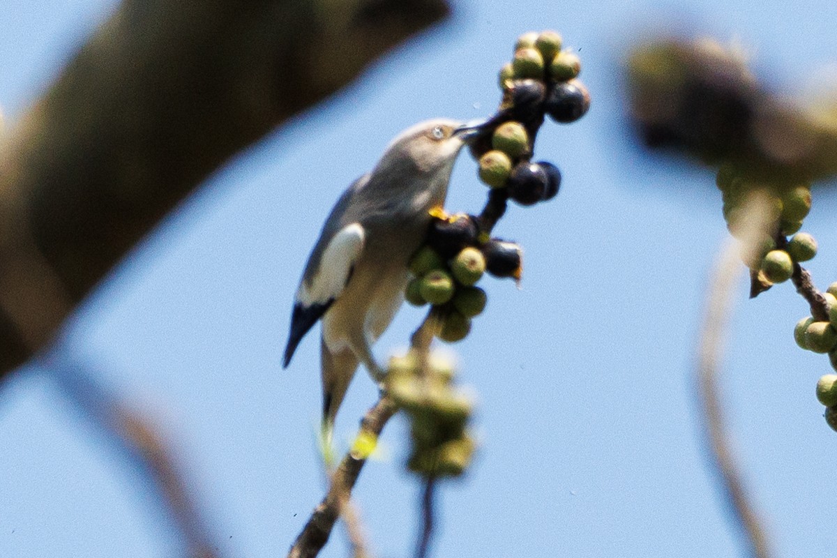 White-shouldered Starling - ML621359746