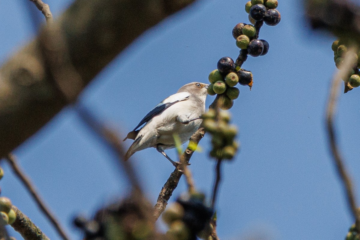 White-shouldered Starling - ML621359747