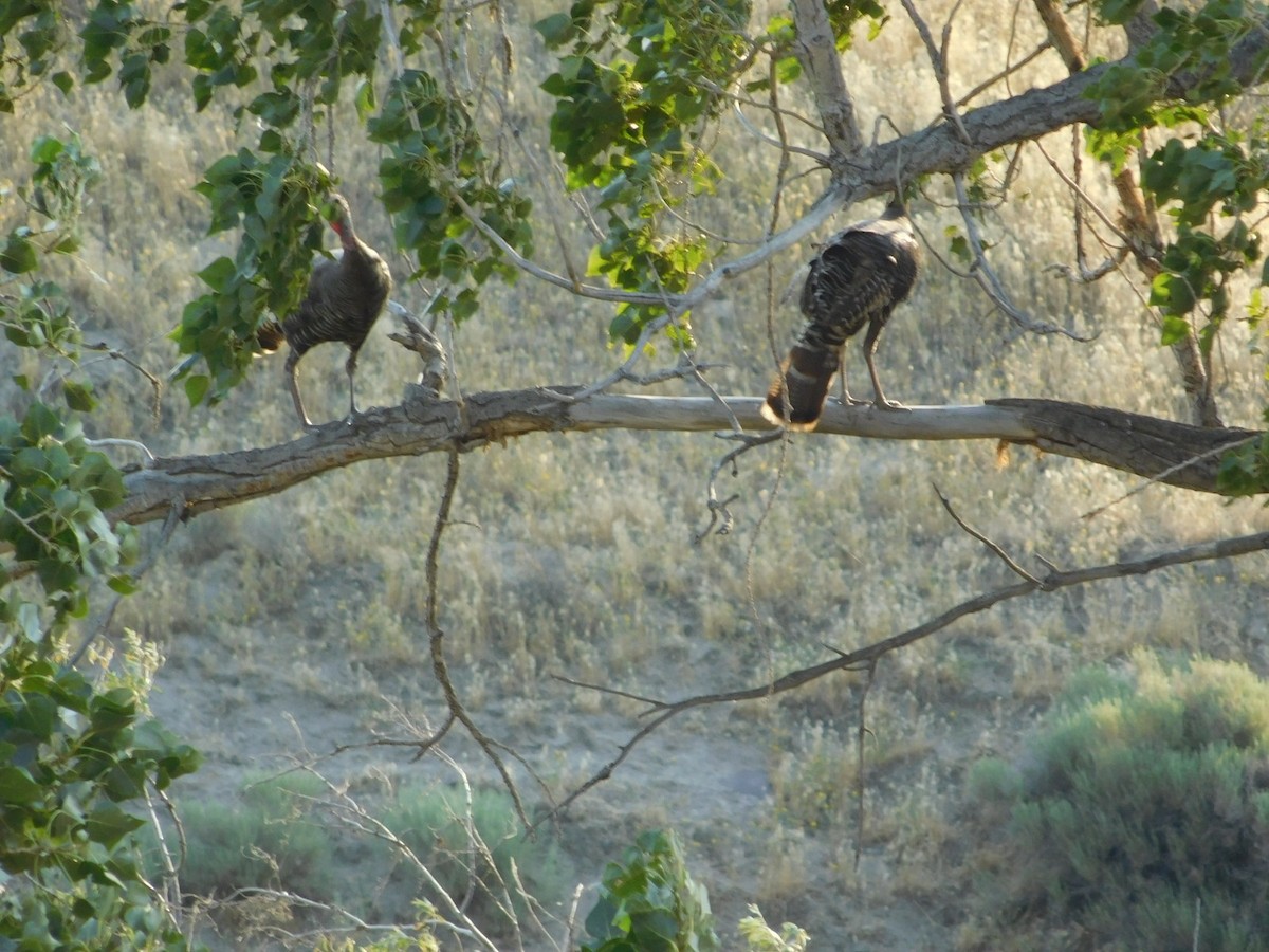 Wild Turkey - ML621359789