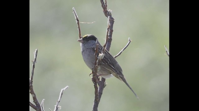 Golden-crowned Sparrow - ML621359845