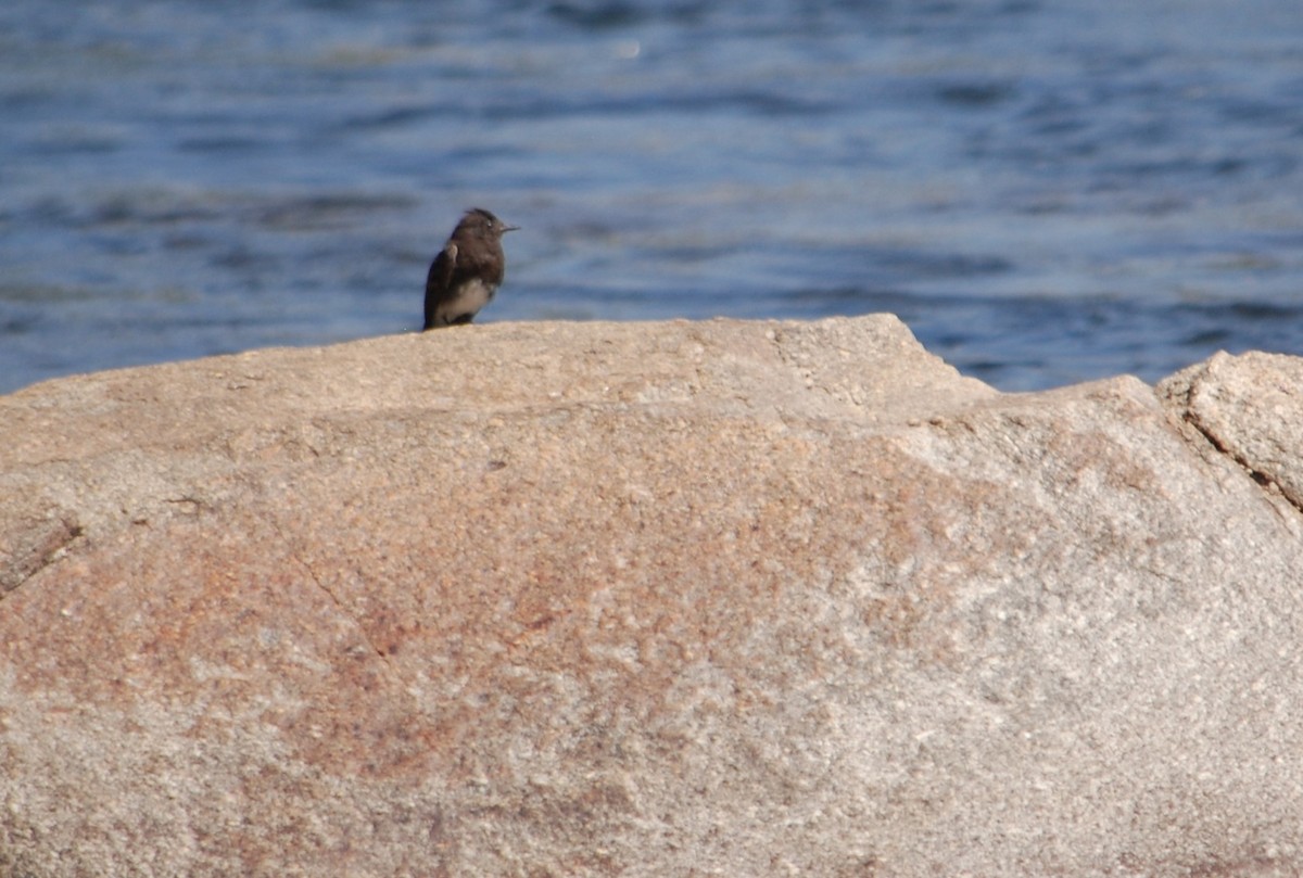 Black Phoebe - ML621359919