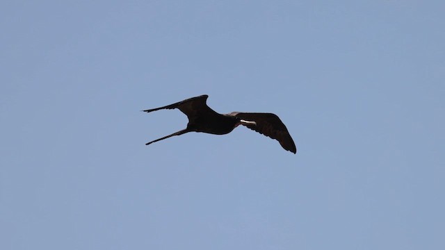 Magnificent Frigatebird - ML621359920