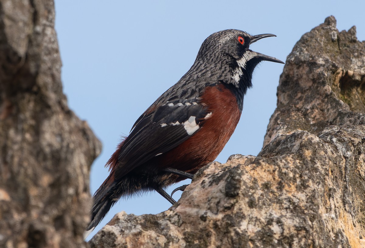 Cape Rockjumper - ML621360068