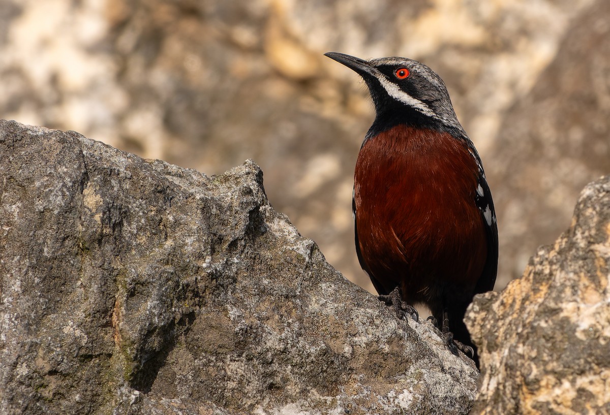 Cape Rockjumper - ML621360069