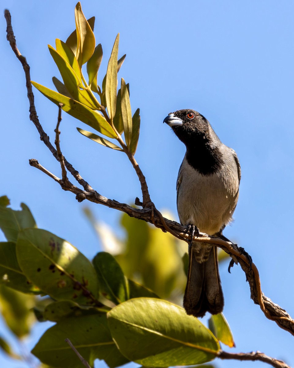 Black-faced Tanager - ML621360084