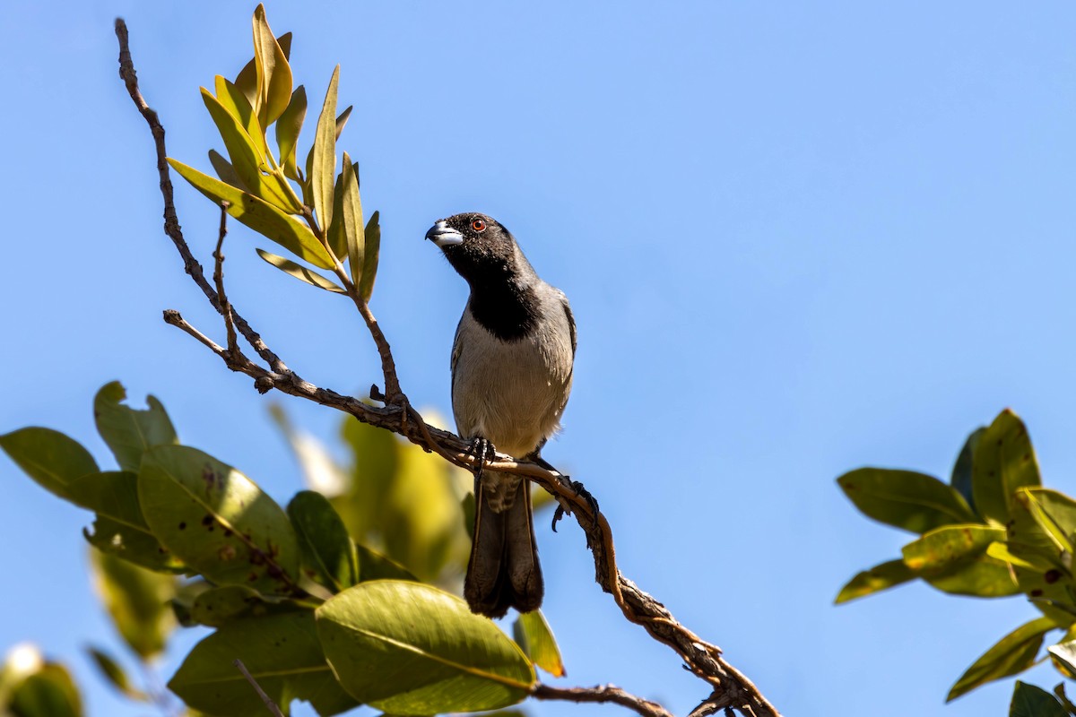 Black-faced Tanager - Katia Oliveira