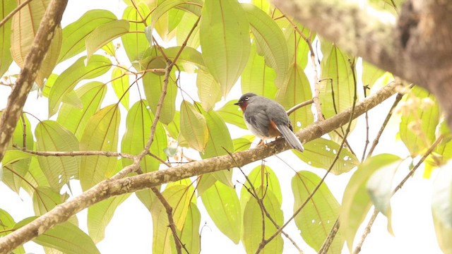 Rufous-throated Solitaire (Rufous-throated) - ML621360097