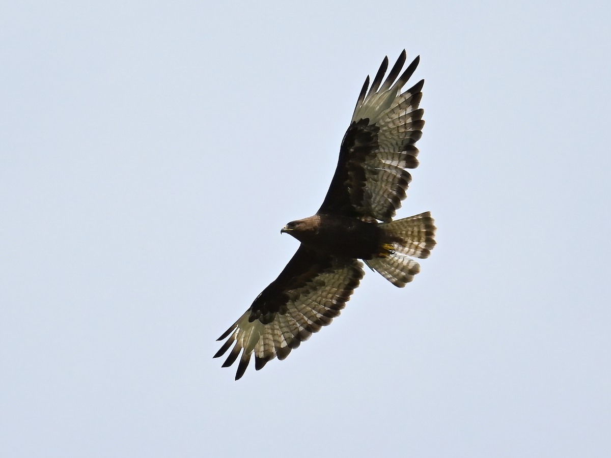 Buse variable - ML621360166