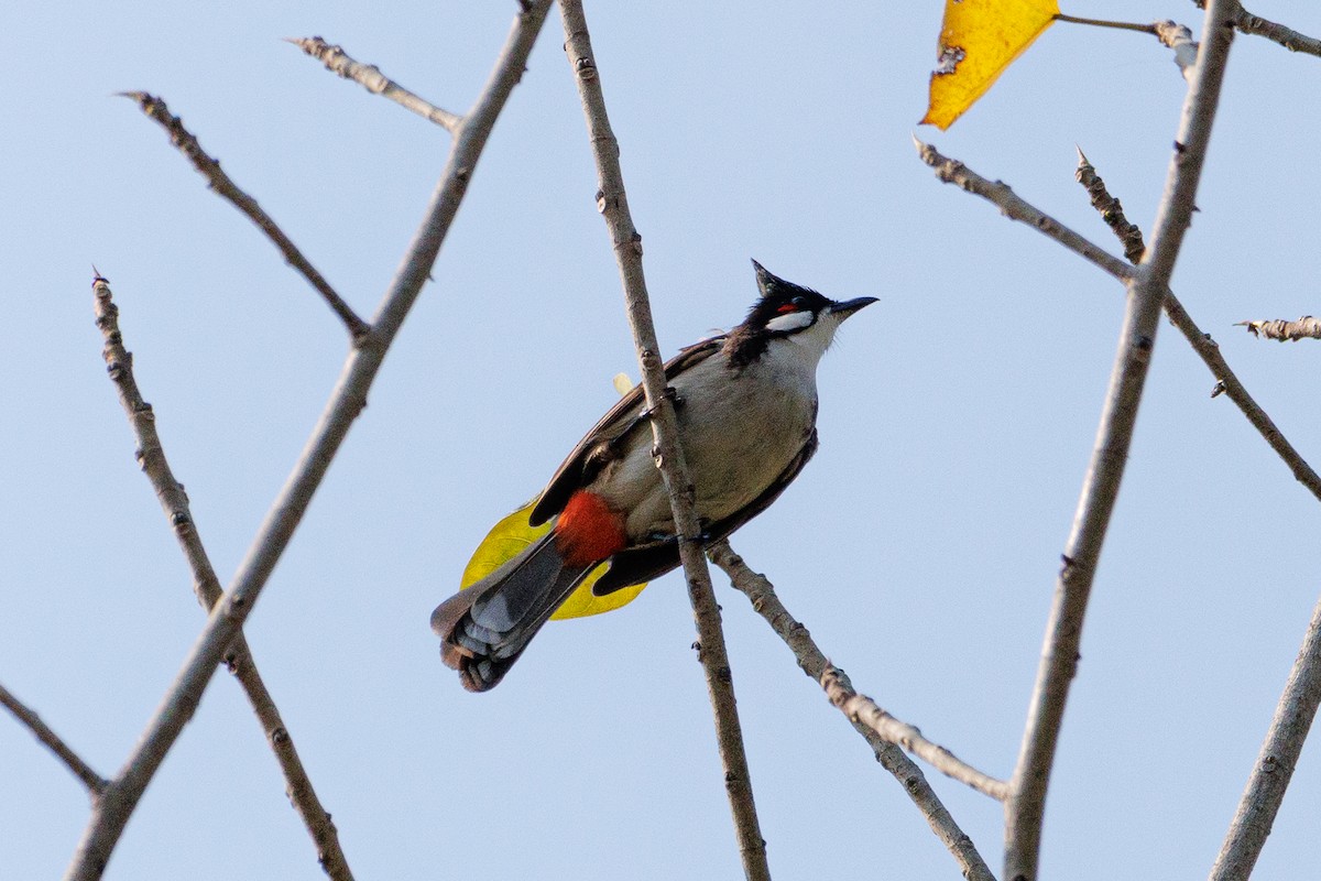 Red-whiskered Bulbul - ML621360178