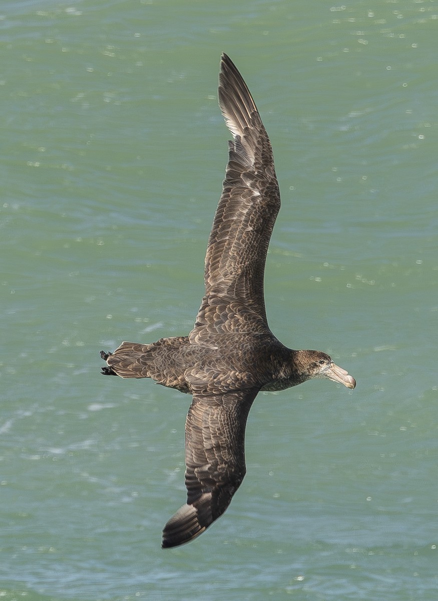 Northern Giant-Petrel - ML621360183