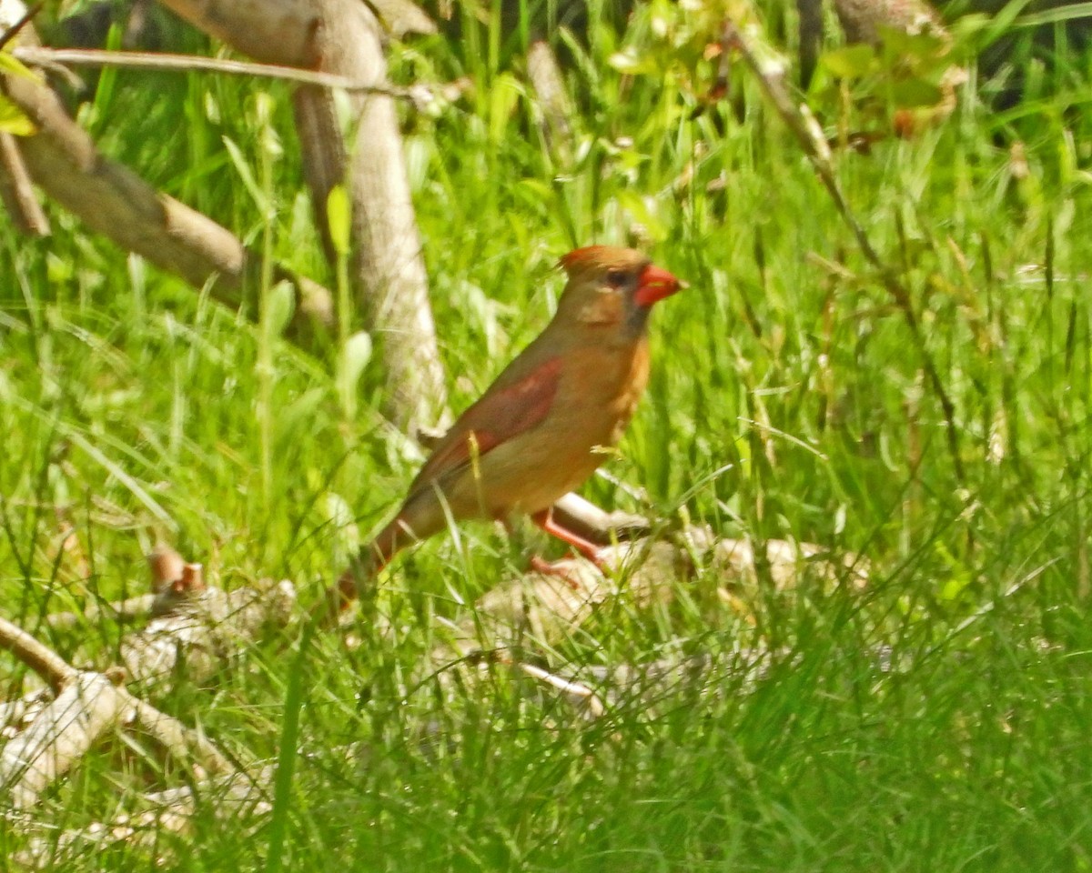 Northern Cardinal - Aubrey Merrill