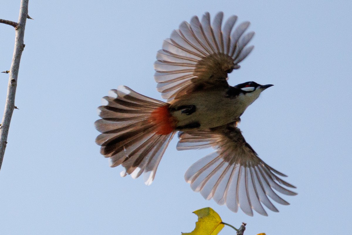 Red-whiskered Bulbul - ML621360200