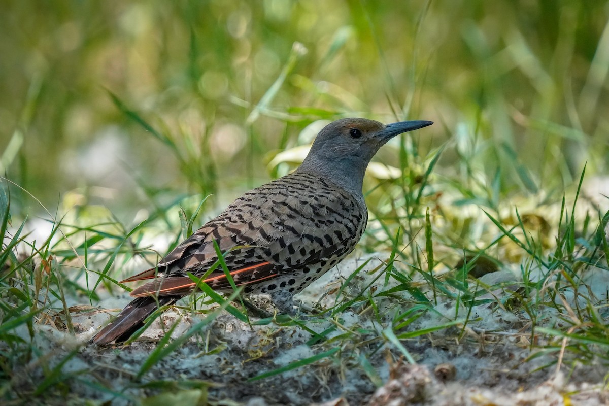 Northern Flicker - ML621360290