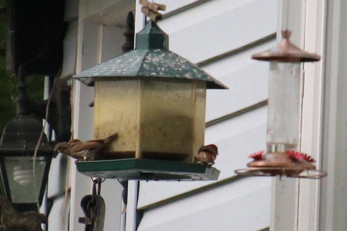 Purple Finch - ML621360292