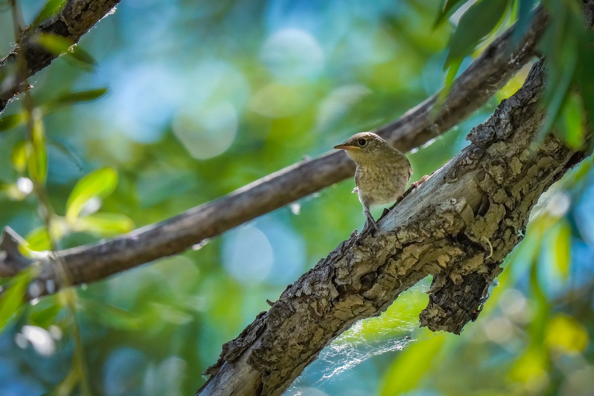 House Wren - ML621360299