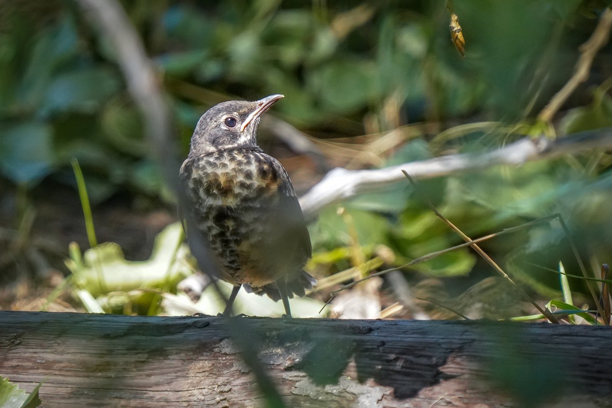 Zozo papargorria - ML621360313