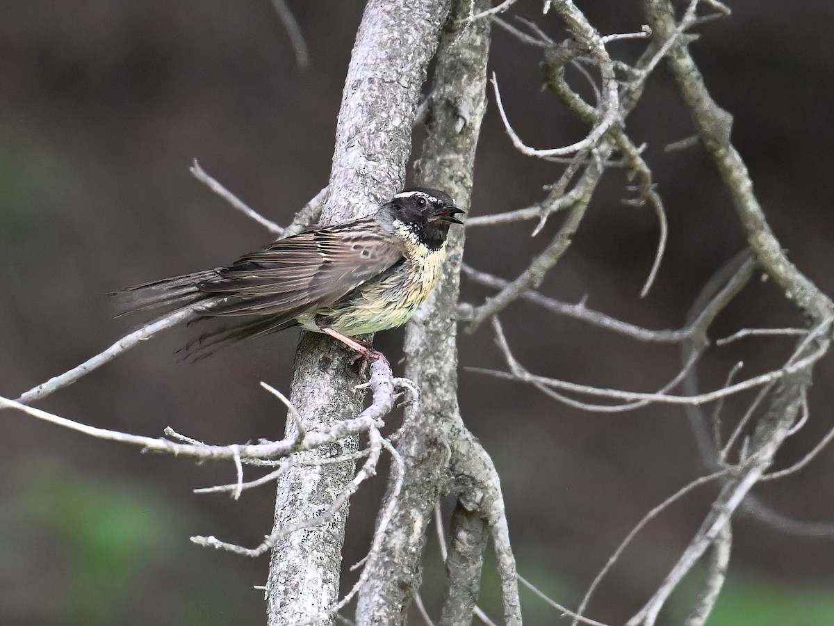 Black-throated Accentor - ML621360316