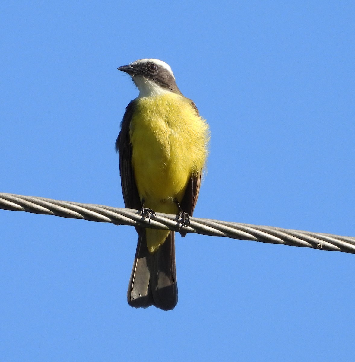 Social Flycatcher - ML621360381