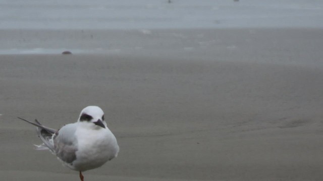 Snowy-crowned Tern - ML621360383