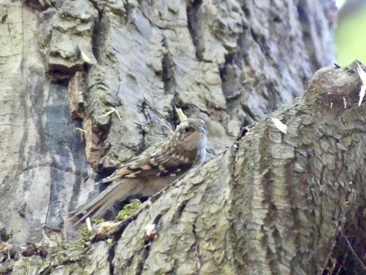 Brown Creeper - ML621360384