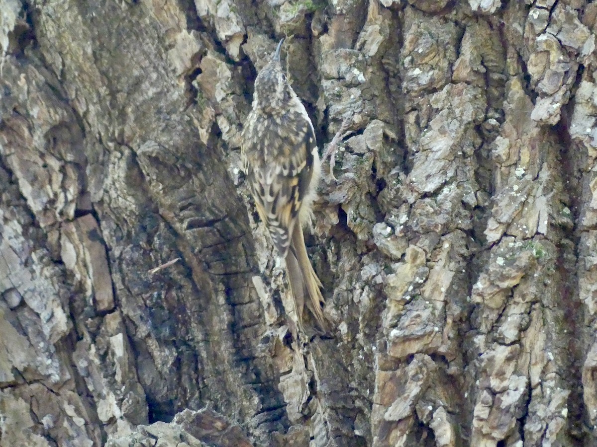 Brown Creeper - ML621360385