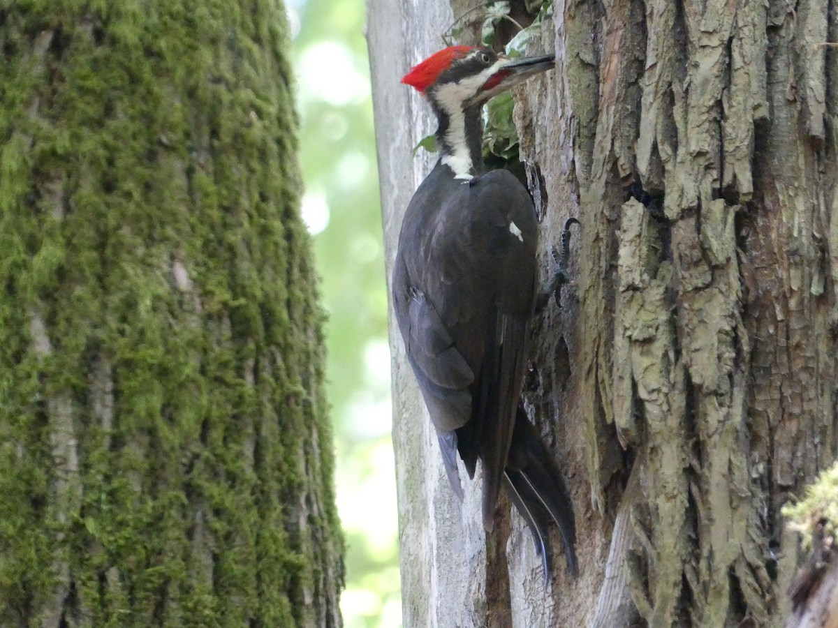 Pileated Woodpecker - ML621360390