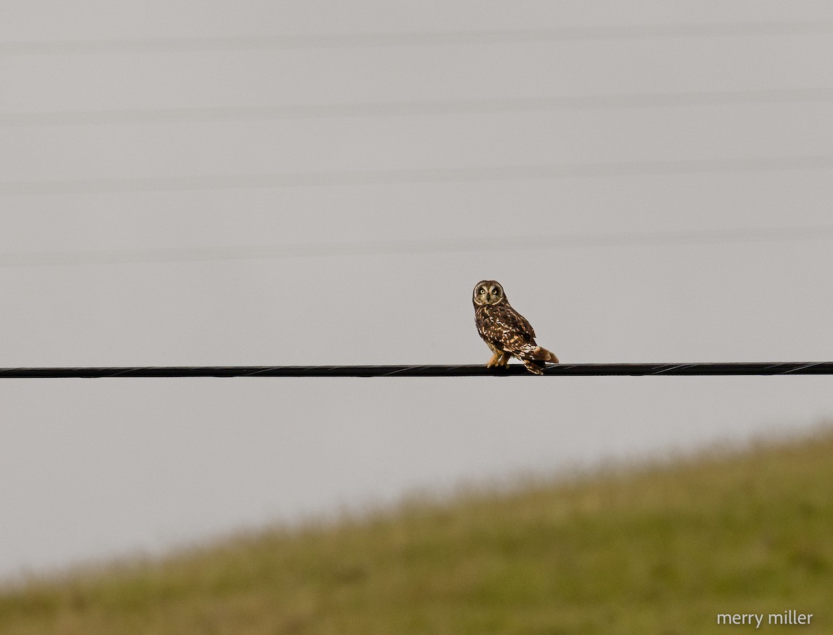 Short-eared Owl (Hawaiian) - ML621360400