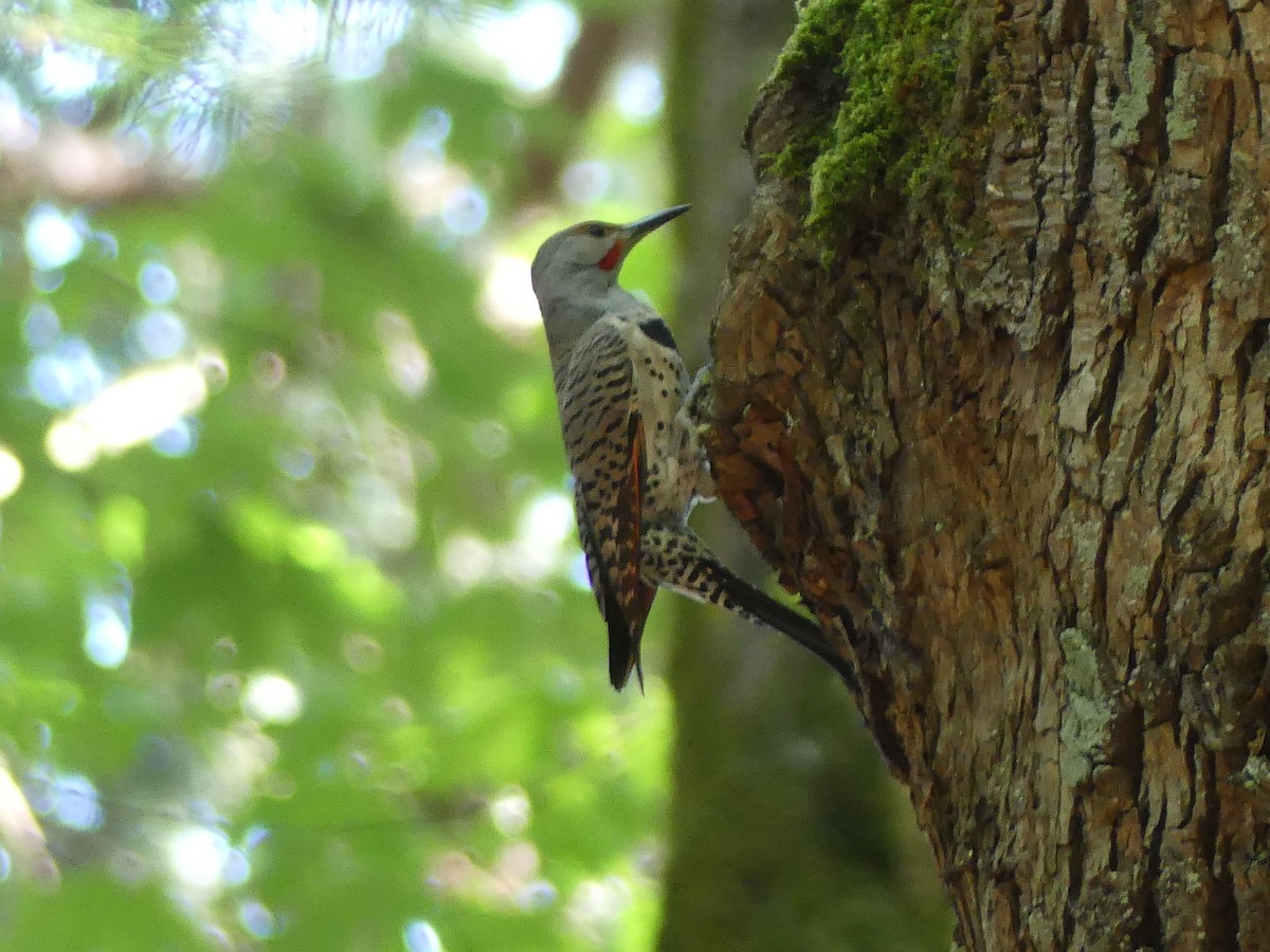 Northern Flicker - ML621360425