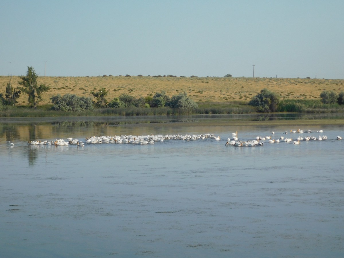 American White Pelican - ML621360427