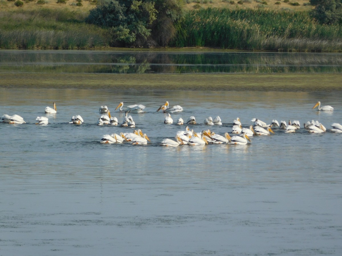 American White Pelican - ML621360432