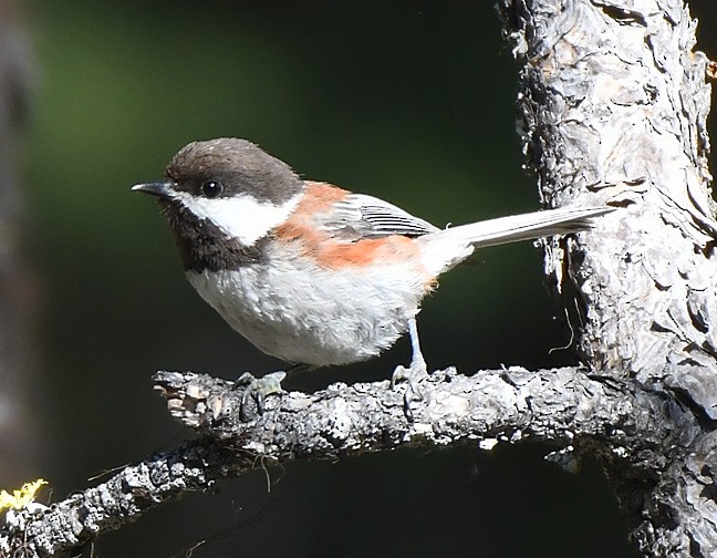 Chestnut-backed Chickadee - ML621360438