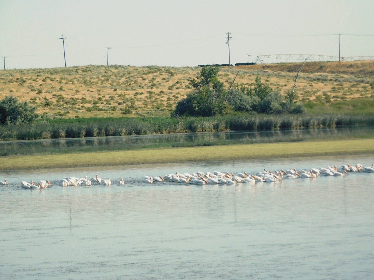 American White Pelican - ML621360439